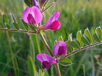 Vicia sativa ssp segetalis 43, Vergeten wikke, Saxifraga-Ed Stikvoort