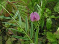 Vicia sativa ssp segetalis 9, Saxifraga-Rutger Barendse