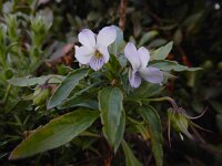 Viola arborecens 10, Saxifraga-Ed Stikvoort