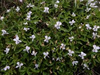 Viola arborecens 13, Saxifraga-Ed Stikvoort