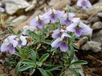 Viola arborescens 3, Saxifraga-Ed Stikvoort