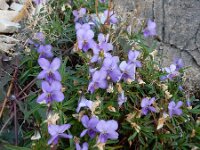 Viola arborescens 4, Saxifraga-Ed Stikvoort