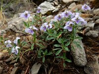 Viola arborescens 5, Saxifraga-Ed Stikvoort
