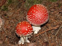 Amanita muscaria 18, Vliegenzwam, Saxifraga-Marijke Verhagen