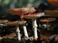 Amanita muscaria 40, Vliegenzwam, Saxifraga-Luuk Vermeer