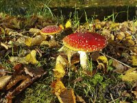 Vliegenzwam Amanita muscaria