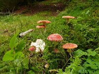 Amanita muscaria 53, Vliegenzwam, Saxifraga-Hans Grotenhuis