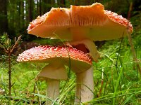 Amanita muscaria 55, Vliegenzwam, Saxifraga-Hans Grotenhuis
