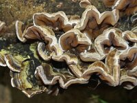 Auricularia mesenterica 14, Viltig judasoor, Saxifraga-Foto Fitis-Sytske Dijksen