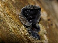 Auricularia mesenterica 15, Viltig judasoor, Saxifraga-Foto Fitis-Sytske Dijksen