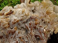 Auricularia mesenterica 4, Viltig judasoor, Saxifraga-Lucien Rommelaars
