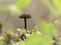 Auriscalpium vulgare 19, Oorlepelzwam, Saxifraga-Luuk Vermeer