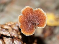 Auriscalpium vulgare 21, Oorlepelzwam, Saxifraga-Foto Fitis-Sytske Dijksen