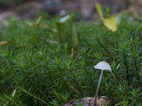 Baeospora myosura 3, Muizenstaartzwam, Saxifraga-Jan Nijendijk