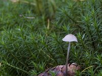 Baeospora myosura 4, Muizenstaartzwam, Saxifraga-Jan Nijendijk