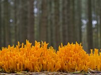 Calocera viscosa 15, Kleverig koraalzwammetje, Saxifraga-Rik Kruit