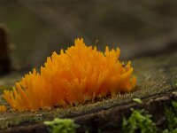 Kleverig koraalzwammetje  Kleverig koraalzwammetje - Calocera viscosa