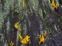 Calocera viscosa 21, Kleverig koraalzwammetje, Saxifraga-Jan Nijendijk