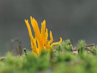 Calocera viscosa 29, Kleverig koraalzwammetje, Saxifraga-Luuk Vermeer