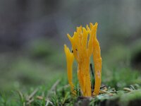 Calocera viscosa 34, Kleverig koraalzwammetje, Saxifraga-Luuk Vermeer