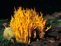 Calocera viscosa 9, Kleverig koraalzwammetje, Saxifraga-Jan Nijendijk