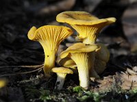 Cantharellus cibarius 6, Hanenkam, Saxifraga-Luuk Vermeer