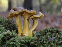 Cantharellus tubaeformis 20, Trechtercantharel, Saxifraga-Luuk Vermeer