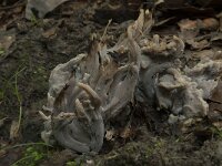 Clavulina cinerea 8, Asgrauwe koraalzwam, Saxifraga-Willem van Kruijsbergen