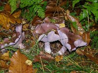 Clitocybe nebularis 13, Nevelzwam, Saxifraga-Foto Fitis-Sytske Dijksen