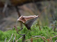 Coltricia perennis 11, Echte tolzwam, Saxifraga-Luuk Vermeer