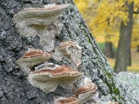 Coriolopsis gallica 3, Bruine borstelkurkzwam, Saxifraga-Jan Willem Jongepier