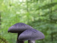 Cortinarius violaceus 8, Violette Gordijnzwam, Saxifraga-Luuk Vermeer