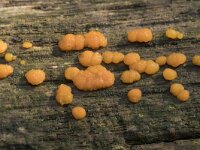 Dacrymyces stillatus 5, Oranje druppelzwam, Saxifraga-Willem van Kruijsbergen