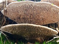 Daedalea quercina 37, Doolhofzwam, Saxifraga-Hans Grotenhuis