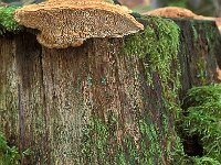 Daedalea quercina 4, Doolhofzwam, Saxifraga-Jan de Laat