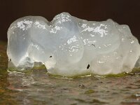 Exidia thuretiana 9, Stijfselzwam, Saxifraga-Jan Nijendijk