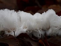 Exidiopsis effusa 5, Rozeblauwig waskorstje, Saxifraga-Jan Nijendijk