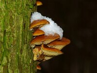 Flammulina velutipes 28, Gewoon fluweelpootje, Saxifraga-Foto Fitis-Sytske Dijksen