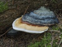 Fomitopsis pinicola 14, Roodgerande houtzwam, Saxifraga-Willem van Kruijsbergen