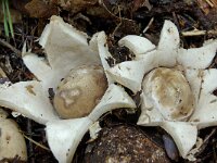 Geastrum fimbriatum 5, Gewimperde aardster, Saxifraga-Lucien Rommelaars