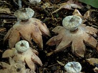 Geastrum striatum 3, Baretaardster, Saxifraga-Lucien Rommelaars