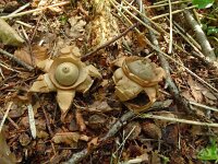 Geastrum triplex 26, Gekraagde aardster, Saxifraga-Hans Grotenhuis