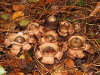 Geastrum triplex 33, Gekraagde aardster, Saxifraga-Foto Fitis-Sytske Dijksen
