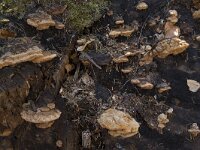 Hapalopilus rutilans 5, Kussenvormige houtzwam, Saxifraga-Willem van Kruijsbergen