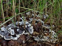 Hydnellum spongiosipes 7, Fluwelige stekelzwam, Saxifraga-Lucien Rommelaars
