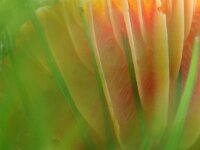 Hygrocybe coccinea 5, Scharlaken wasplaat, Saxifraga-Foto Fitis-Sytske Dijksen