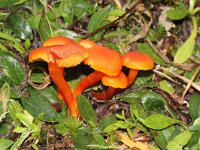 Hygrocybe miniata 21, Gewoon vuurzwammetje, Saxifraga-Foto Fitis-Sytske Dijksen