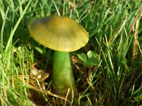 Hygrocybe psittacina 9, Papegaaizwammetje, Saxifraga-Foto Fitis-Sytske Dijksen