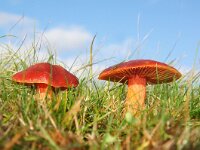 Hygrocybe punicea 2, Granaatbloemwasplaat, Saxifraga-Foto Fitis-Sytske Dijksen