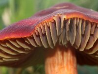Hygrocybe punicea 3, Granaatbloemwasplaat, Saxifraga-Foto Fitis-Sytske Dijksen
